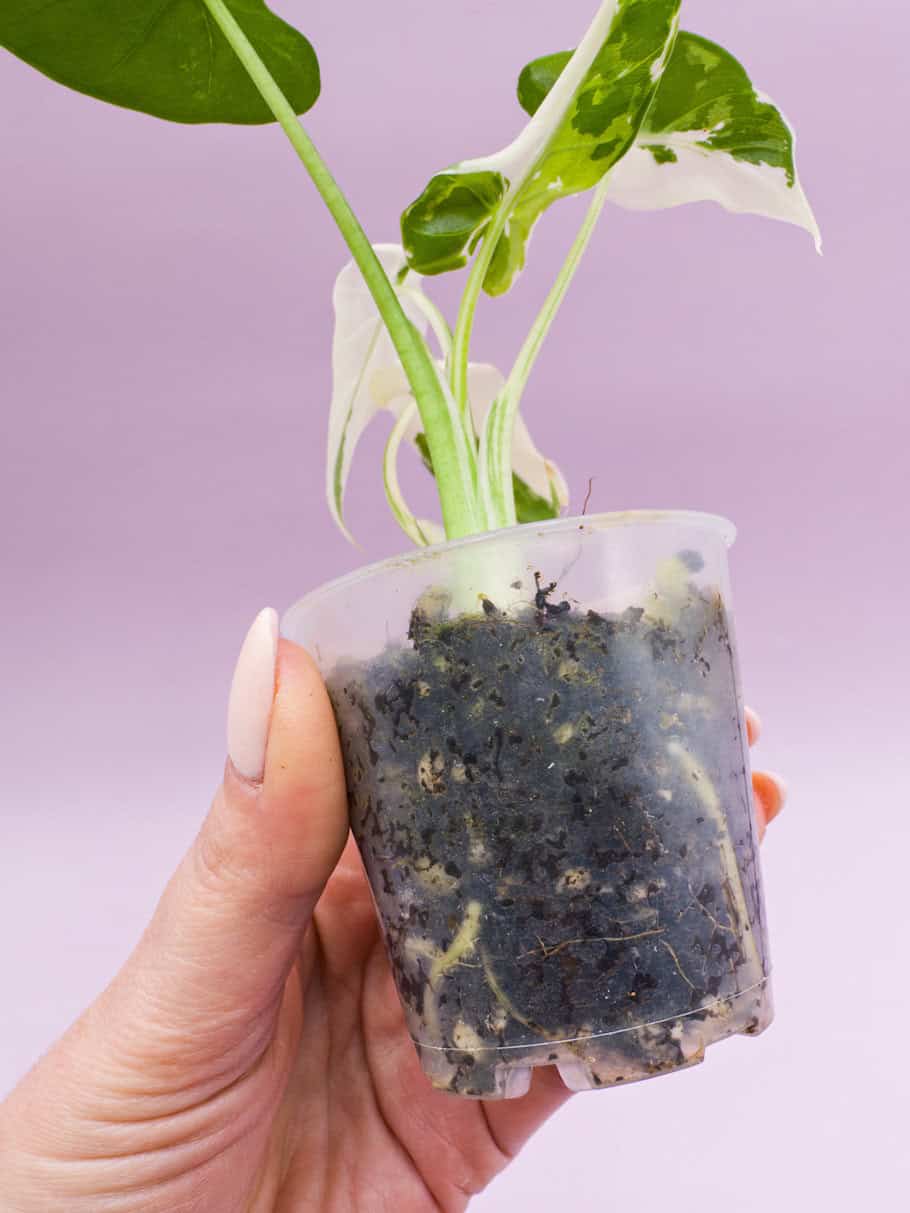Alocasia Okinawa Silver Variegata - Cooking Aroids